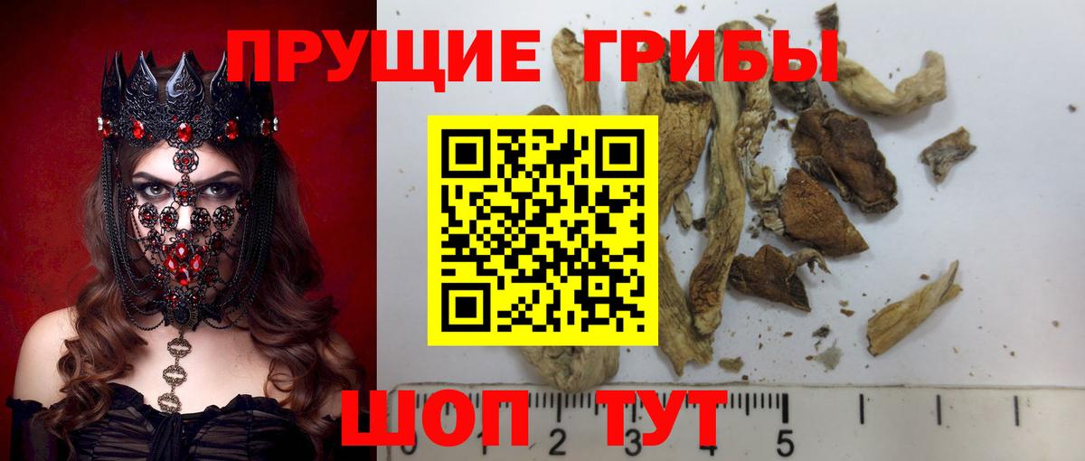 Псилоцибиновые грибы Psilocybe Борисоглебск